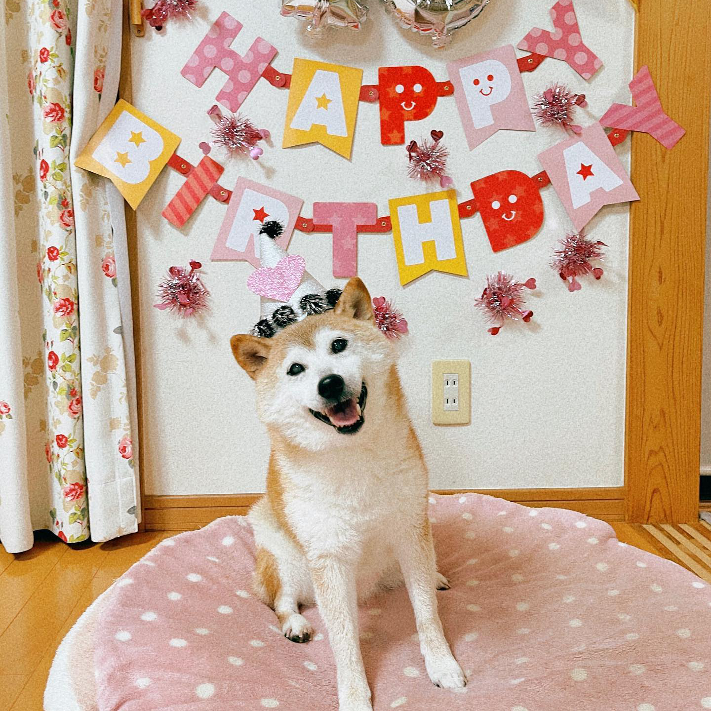 birthday doge